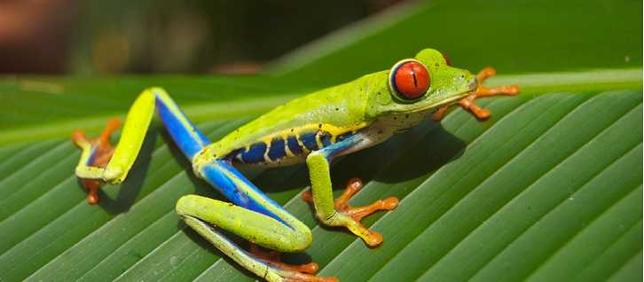 Green Frog, Costa Rica