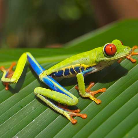 Green Frog, Costa Rica