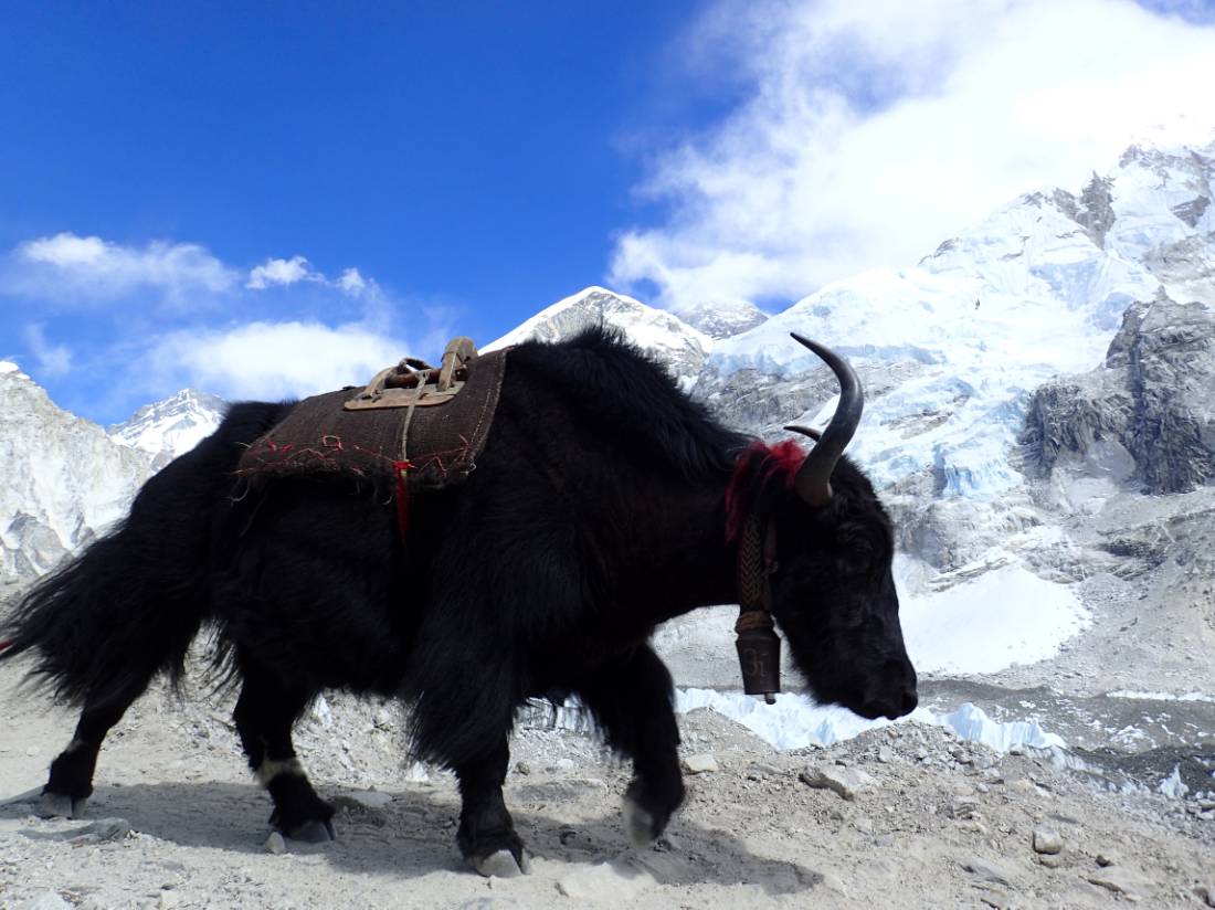 Yak sighting at Everest Base Camp |  <i>Sally Dobromilsky</i>