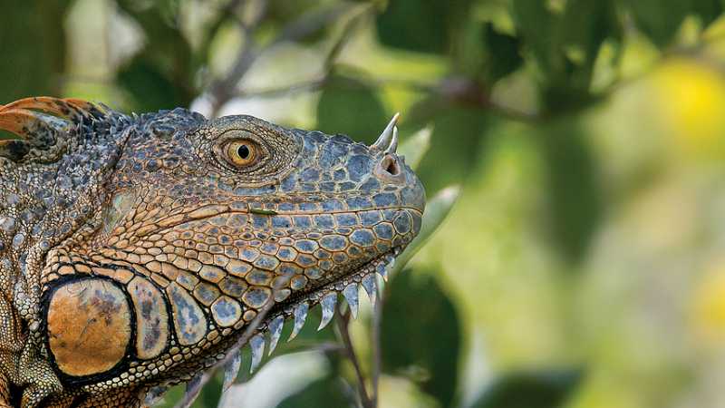 Up close to a local Iguana in Belize