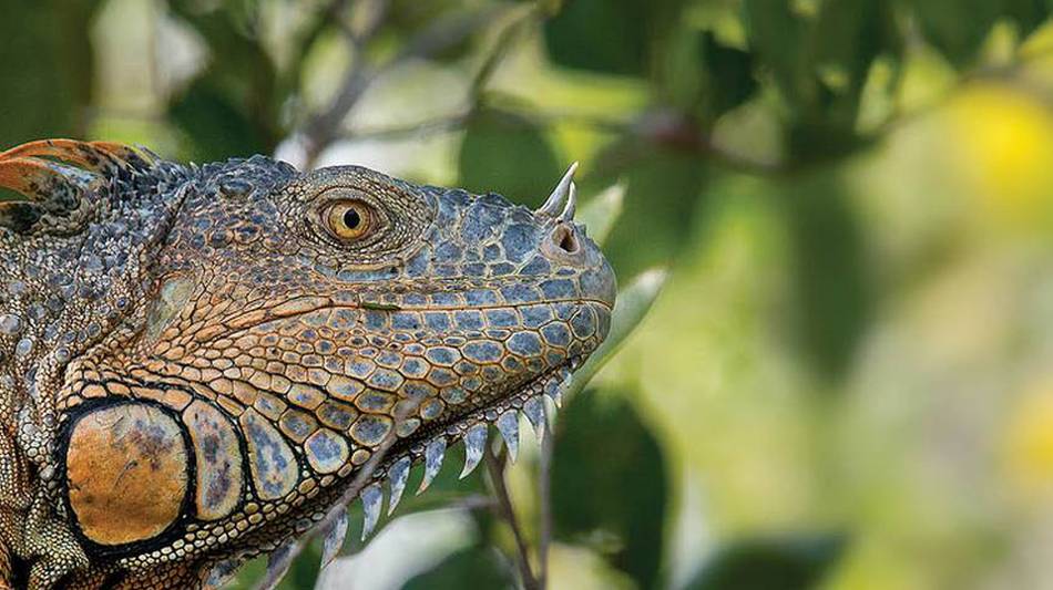 Up close to a local Iguana in Belize