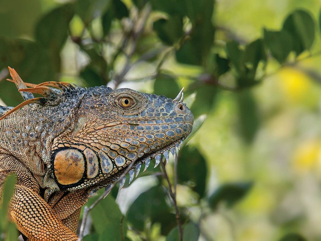 Up close to a local Iguana in Belize