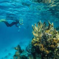 Submerged underwater is the best way to view Lighthouse Reef