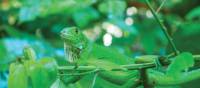 Green iguana blends into the Manuel Antonio national park, Costa Rica | Sophie Panton