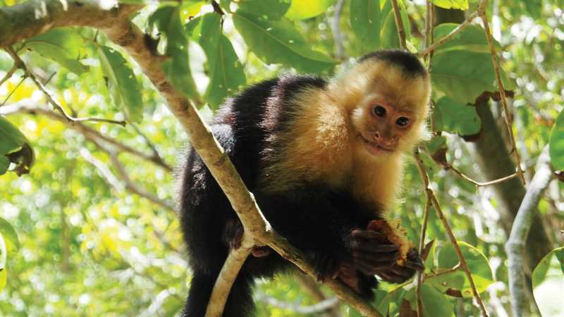 Cheeky capuchin monkey | Sophie Panton