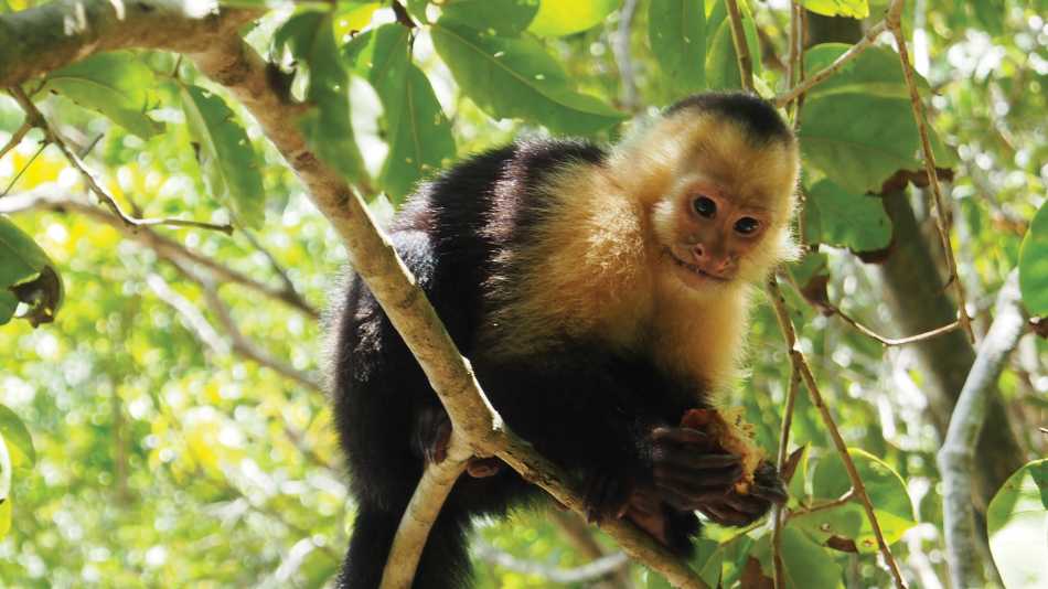 Cheeky capuchin monkey | Sophie Panton