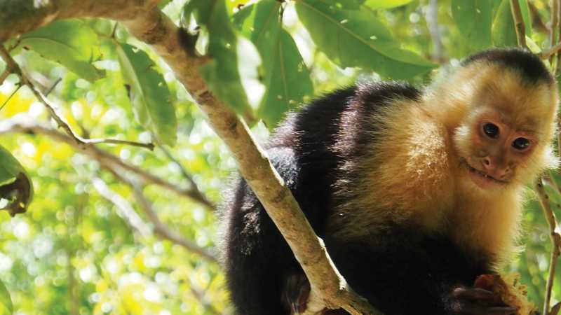 Cheeky capuchin monkey | Sophie Panton