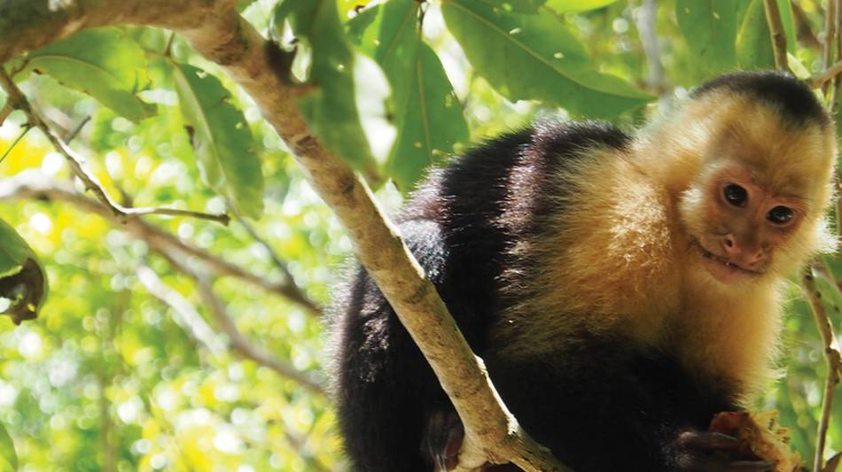 Cheeky capuchin monkey | Sophie Panton