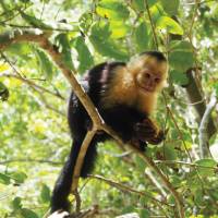 Cheeky capuchin monkey | Sophie Panton