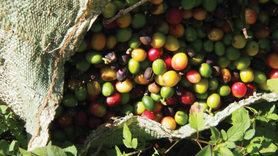 Coffee beans | Michele Eckersley