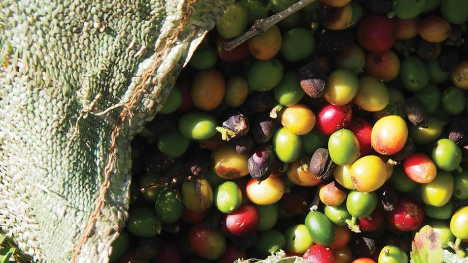 Coffee beans | Michele Eckersley
