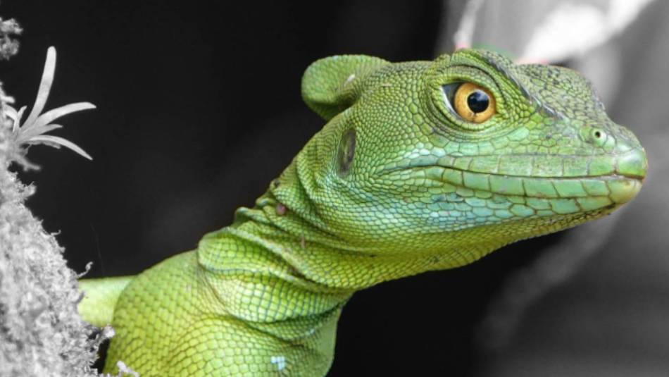 Green iguana