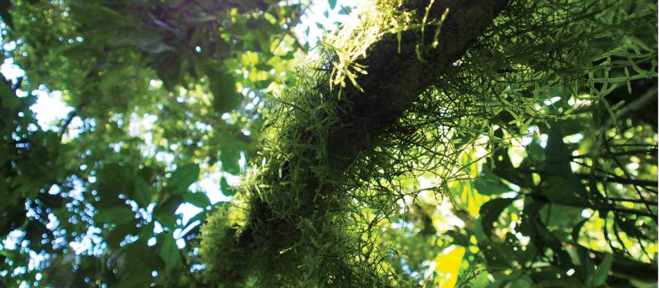 Lush rainforest, Arenal, Costa Rica | Sophie Panton