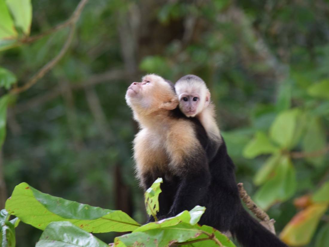 Monkey |  <i>Costarican Trails</i>
