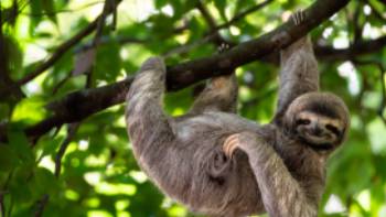 A cute sloth enjoying a belly scratch in the Costa Rican rainforest