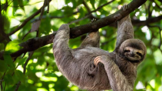 A cute sloth enjoying a belly scratch in the Costa Rican rainforest