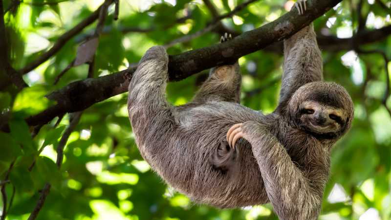 A cute sloth enjoying a belly scratch in the Costa Rican rainforest