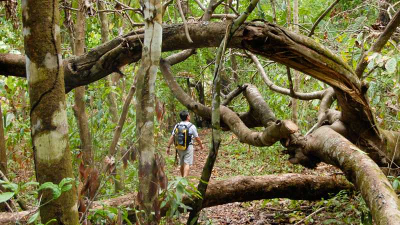 Explore Corcovado National Park on a guided rainforest hike