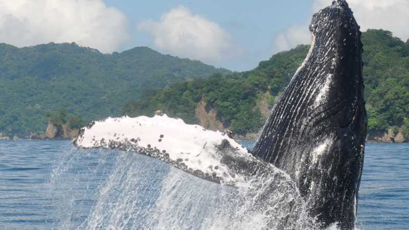 Seasonal humpback whales visit the protected waters of Golfo Dulce, a recognised Whale Heritage Area