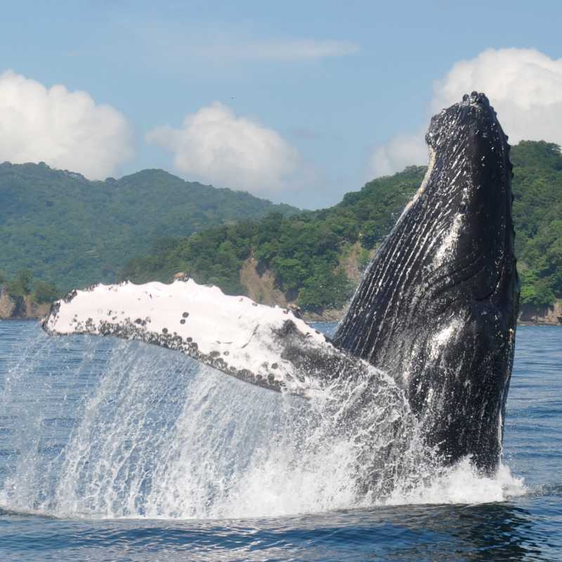 Seasonal humpback whales visit the protected waters of Golfo Dulce, a recognised Whale Heritage Area