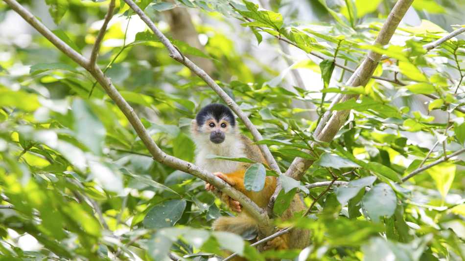 Squirrel Monkey in Golfo Dulce