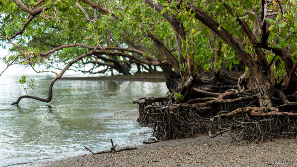 Mangroves of Golfo Dulce