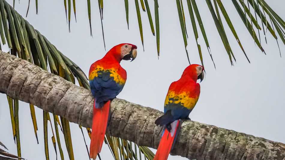 Macaws in Corcovado National Park