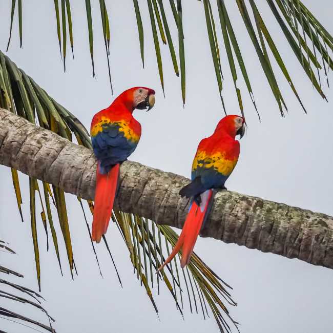 Macaws in Corcovado National Park
