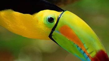 The colourful toucan is an icon of South and Central America