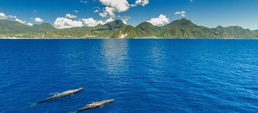 Whale watching in Dominica 