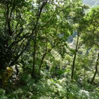 A trekker deep in the jungle on segment three of the Waitukubuli National Trail in Dominica.