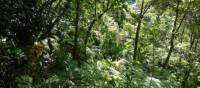 A trekker deep in the jungle on segment three of the Waitukubuli National Trail in Dominica.