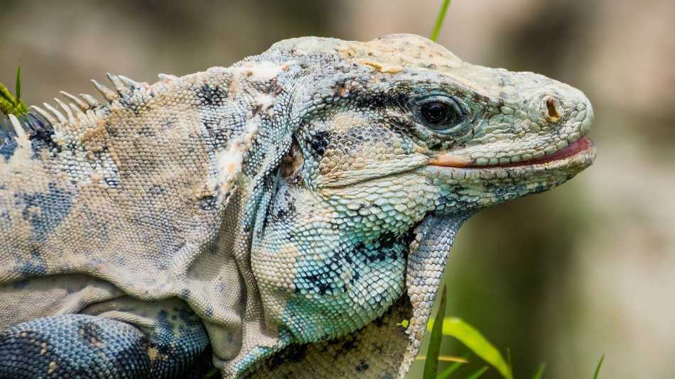 Native to Western Mexico, these majestic creatures have long been the symbol of the Yucatan Peninsula