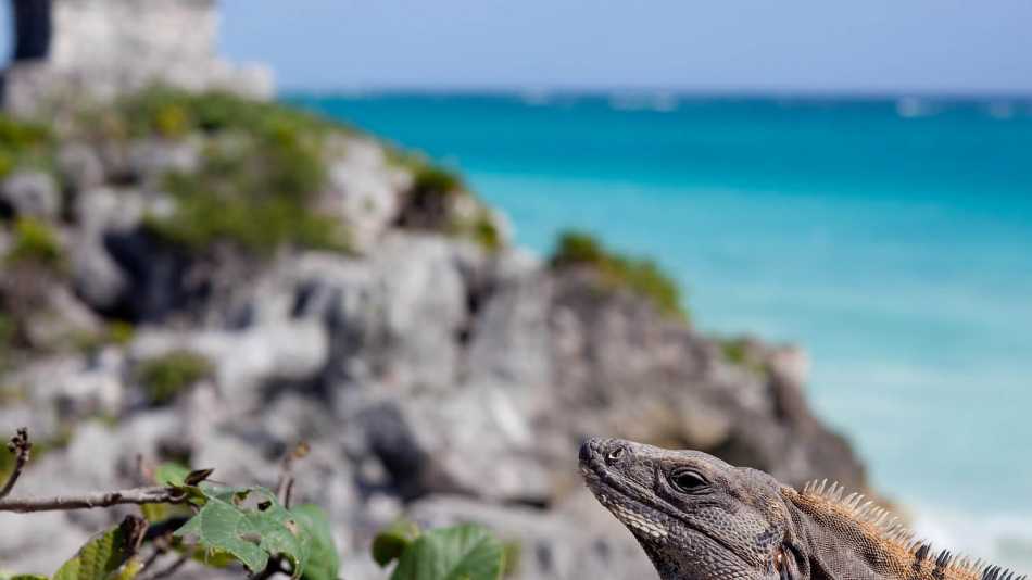 Iguanas are common to see in the Riviera Maya