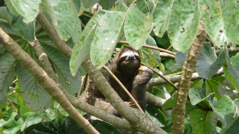 A sloth in Soberania National Park