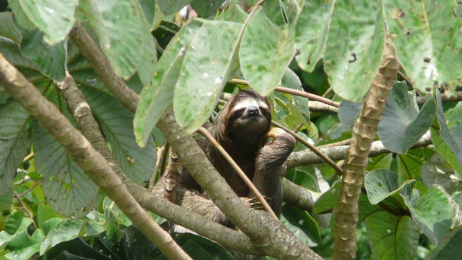 A sloth in Soberania National Park