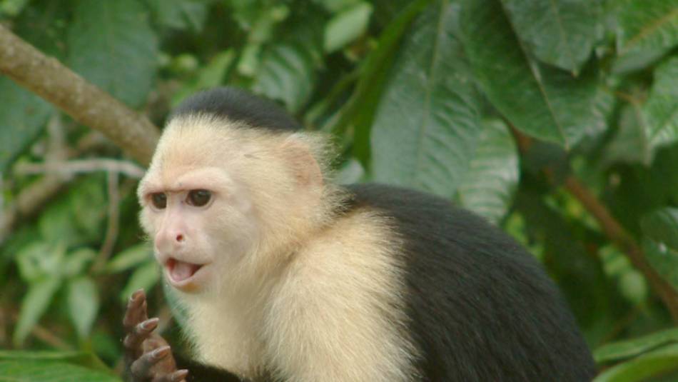 Spot the native wildlife as you walk the Camino de Cruces in Panama