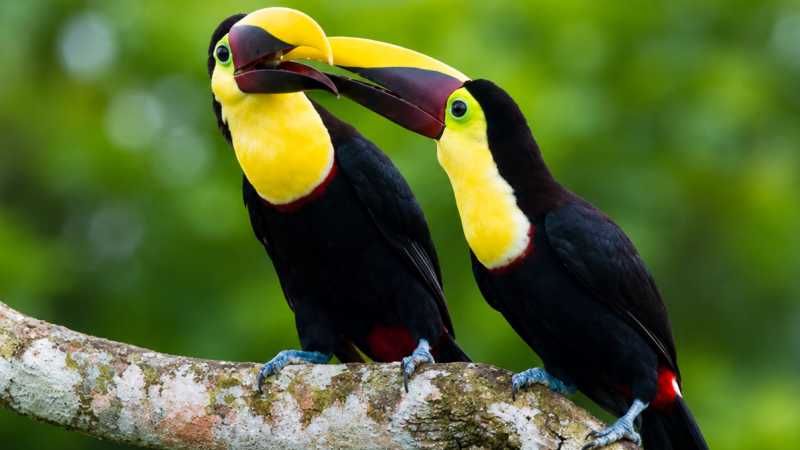 Spot colourful keel-billed toucans along the Camino de Cruces