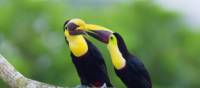 Vibrant colours adorn the native wildlife in Panama