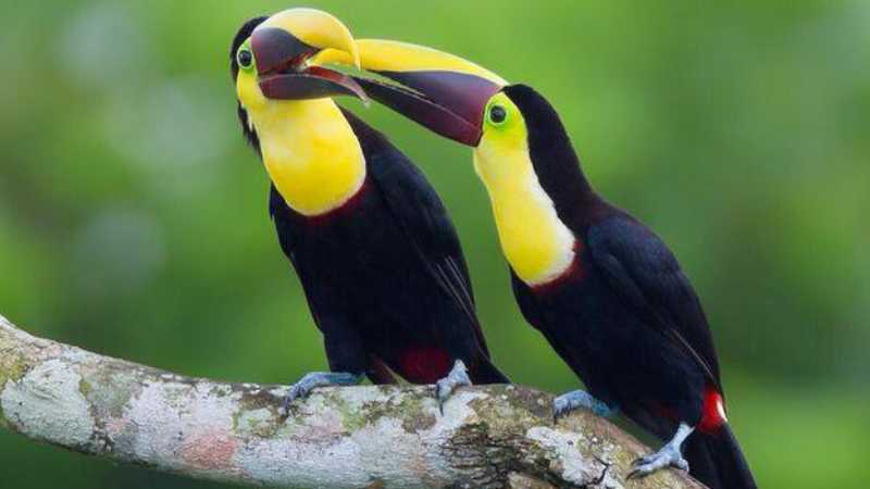 Vibrant colours adorn the native wildlife in Panama
