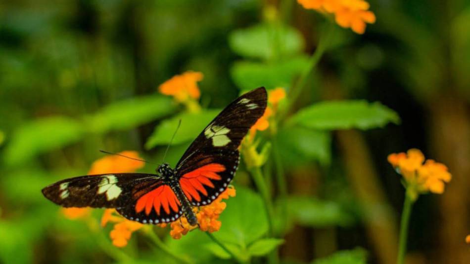 El Valle offers hikers some stunning views of flora and fauna in abundance