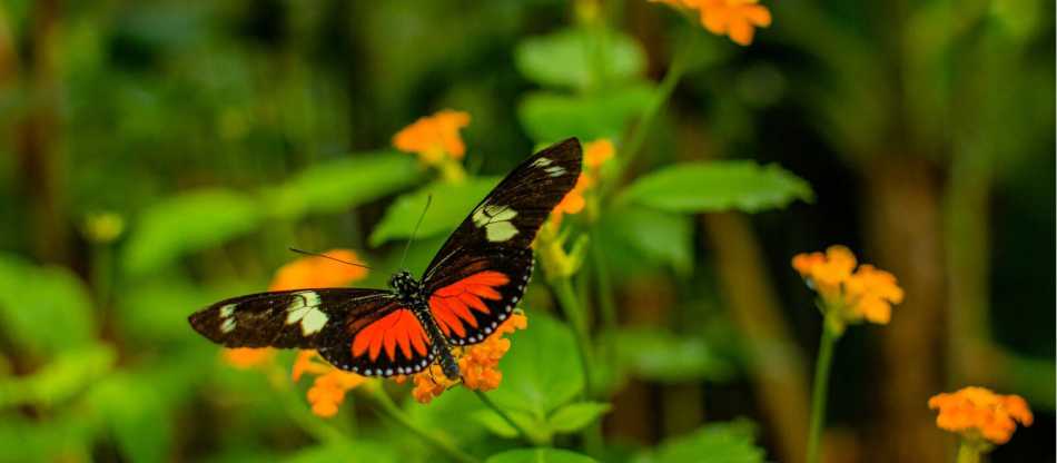 El Valle offers hikers some stunning views of flora and fauna in abundance