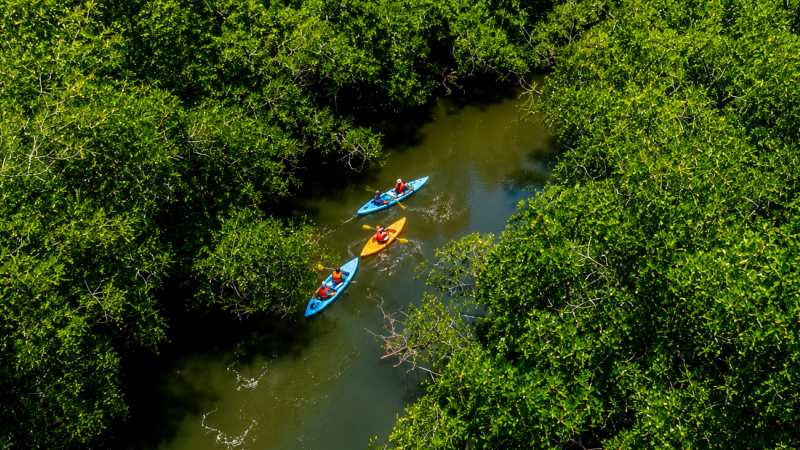 Kayak through the mangroves of Boca Chica, Gulf of Chiriquí