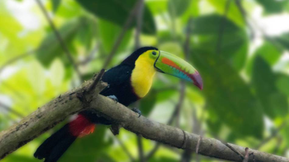 A colourful Rainbow Billed Toucan in the rainforest, Panama | Ron-01
