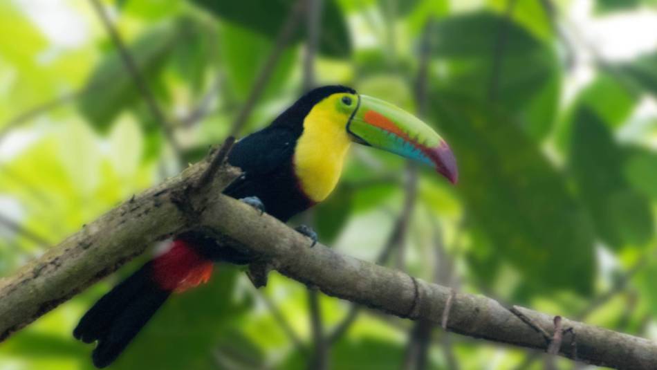A colourful Rainbow Billed Toucan in the rainforest, Panama | Ron-01