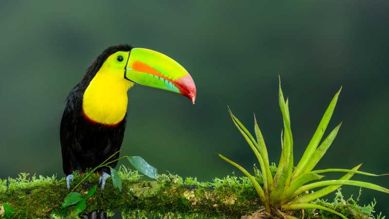 The iconic Toucan, a wonderful sight in the wild