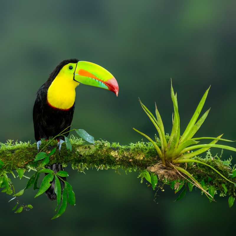 The iconic Toucan, a wonderful sight in the wild