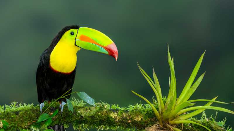 The iconic Toucan, a wonderful sight in the wild