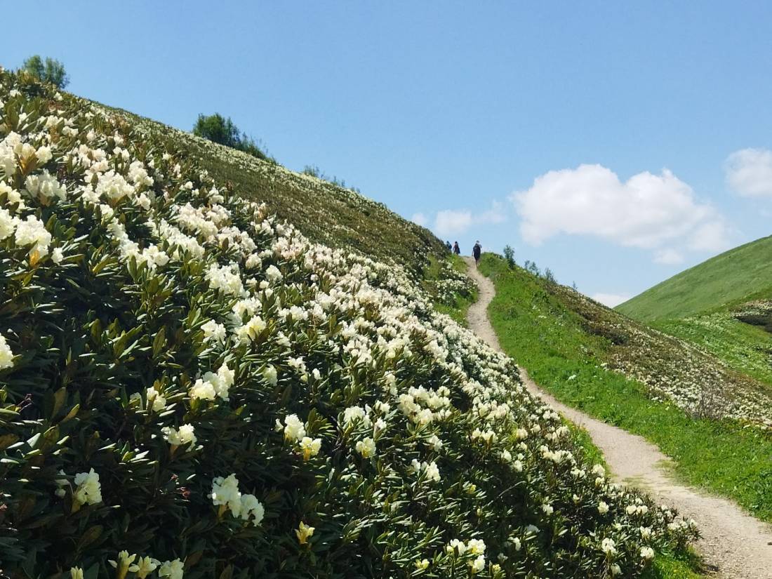 Wildflowers, sunshine & fantastic hiking on the Transcaucasian Trail
