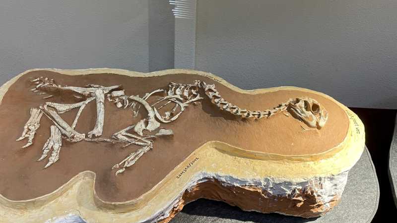 Institute of Paleontology - Mongolia: Fossils, Landscapes & Lost Worlds with Sally Hurst, Mongolia